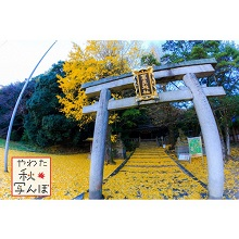 黄色い落ち葉が敷き詰められた高良神社の写真